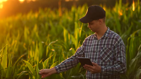 Farmer-man-with-tablet-in-field.-Pretty-young-woman-holding-tablet-in-field-at-sunset